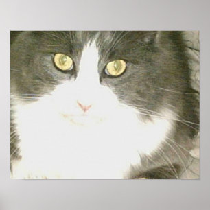 Pôster Gatos De Meia 18