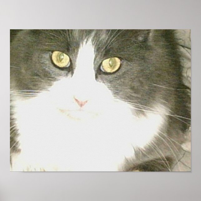Pôster Gatos De Meia 18 (Frente)
