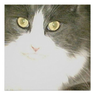 Pôster Gatos De Meia 18 Poster