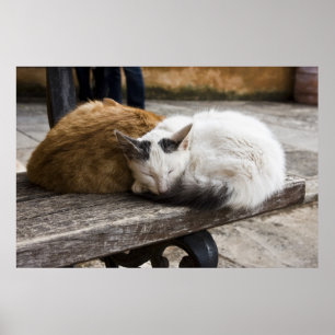 Poster Gatos do Cretan do sono