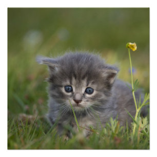 Pôster Gatos Fofos
