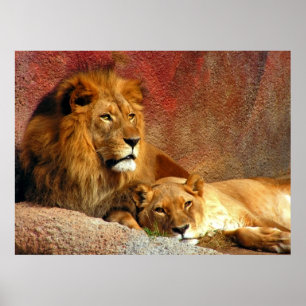 Pôster Gatos Grandes - 6