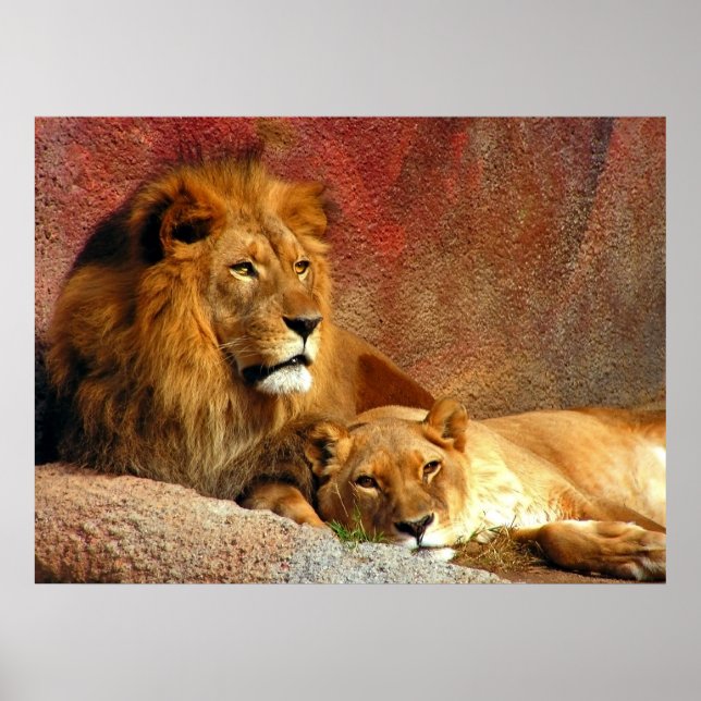 Pôster Gatos Grandes - 6 (Frente)