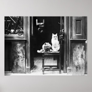 Poster Gatos que Vestem óculos escuros, vidros negros e b