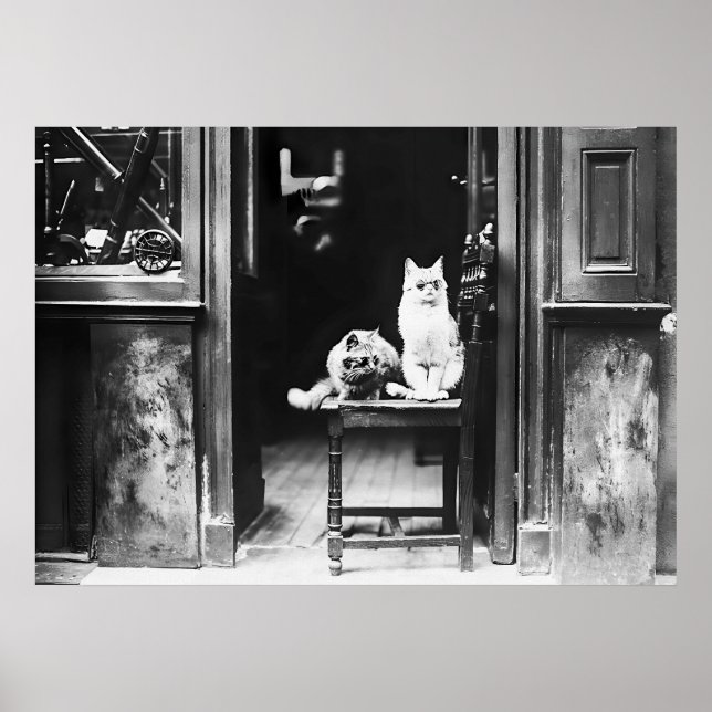 Poster Gatos que Vestem óculos escuros, vidros negros e b (Frente)