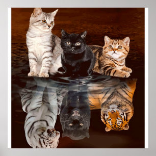 Poster Gatos Refletem Água, Gatos Engraçados Dão Ideia