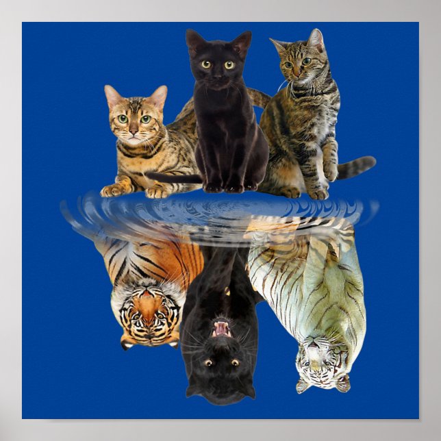 Poster Gatos Refletem Amigos De Gato Tigre (Frente)