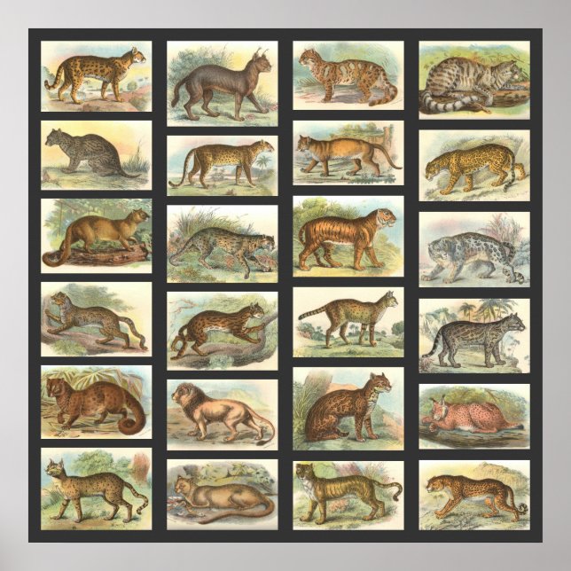 Pôster Gatos Selvagens (Frente)