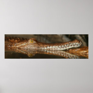 Poster Gavial
