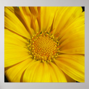 Pôster Gazania