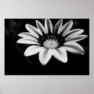 Pôster Gazania