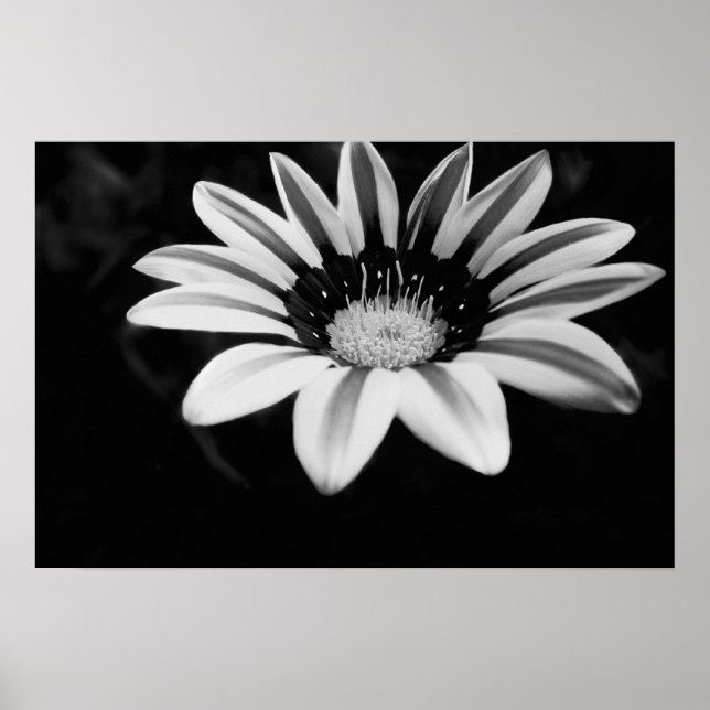 Pôster Gazania (Frente)