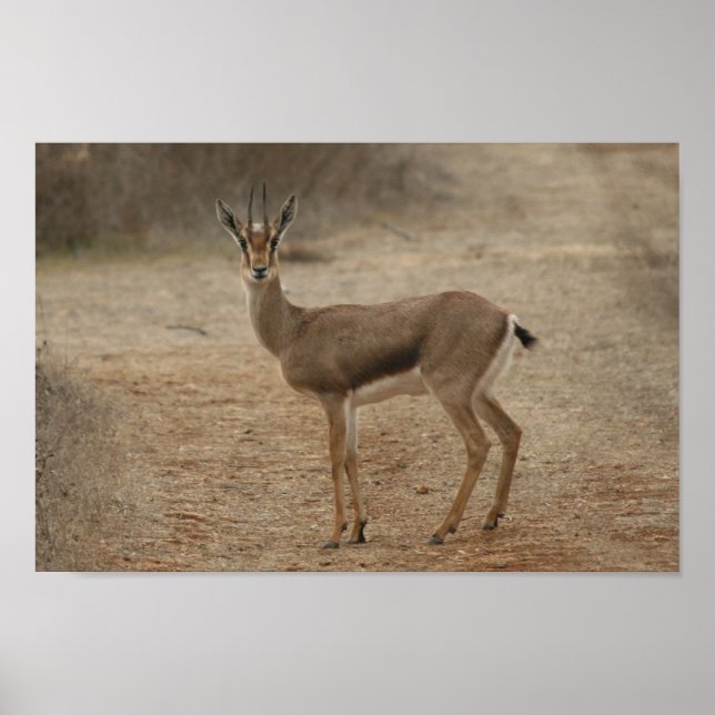 Pôster Gazelle (Frente)
