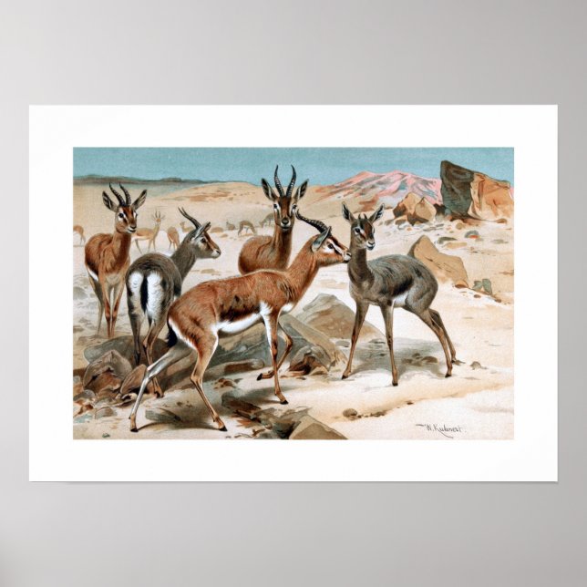 Poster Gazelle (Frente)