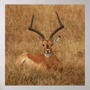 Poster Gazelle Big Horn com
