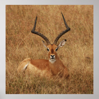 Poster Gazelle Big Horn com