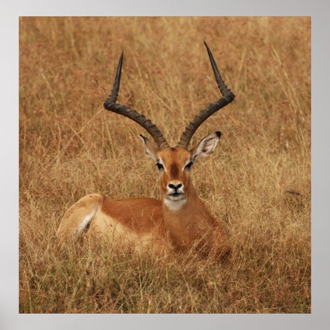 Poster Gazelle Big Horn com (Frente)