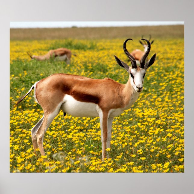 Poster Gazelle em campo (Frente)