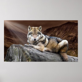 Poster Gazing Wolf