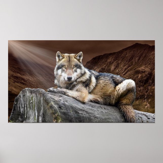 Poster Gazing Wolf (Frente)