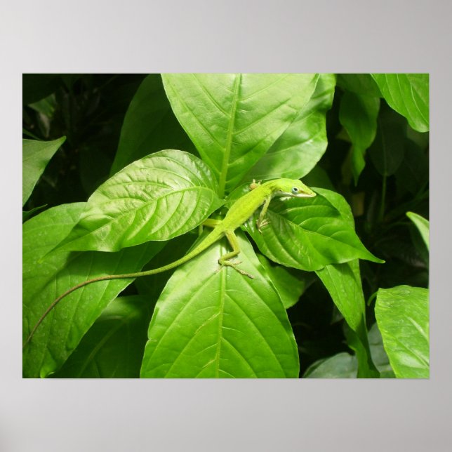 Pôster Gecko (Frente)