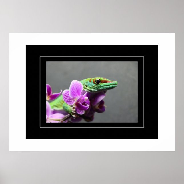 Poster Gecko (Frente)