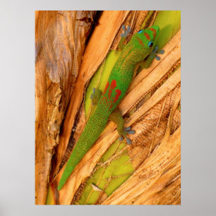 Poster Gecko de Poeira Dourada