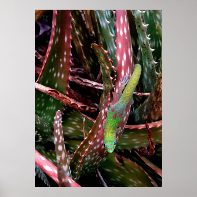 Poster Gecko do Dia da Pó Dourada (Frente)