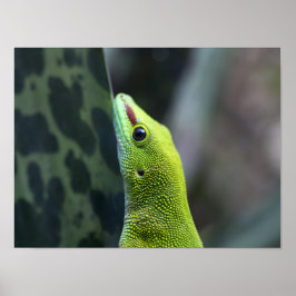 Poster Gecko do dia de Madagáscar