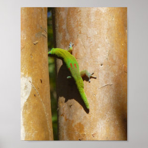 Poster Gecko havaiana na goiaba