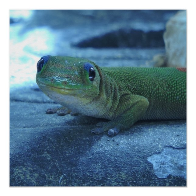 Pôster Gecko Havaiano (Frente)