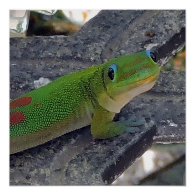 Pôster Gecko Havaiano (Frente)