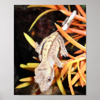 Pôster Gecko Impressão/Poster