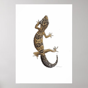 Poster Geco amarelo do leopardo