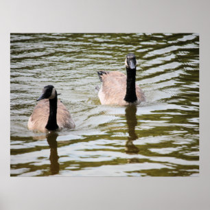 Poster Geese