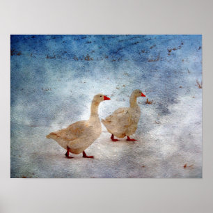 Pôster Geese de inverno