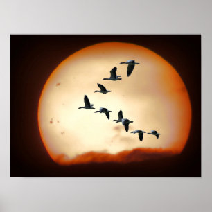 PÔSTER GEESE EM VOO