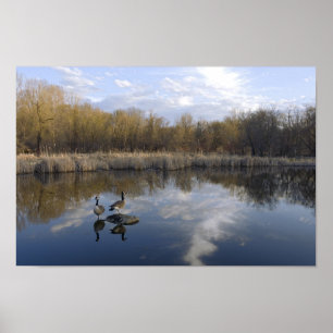 Poster Geese Perch em Park, West Santo Paul
