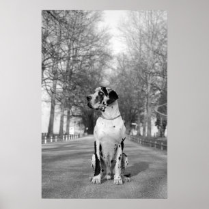 Pôster Gefleckte Dogge