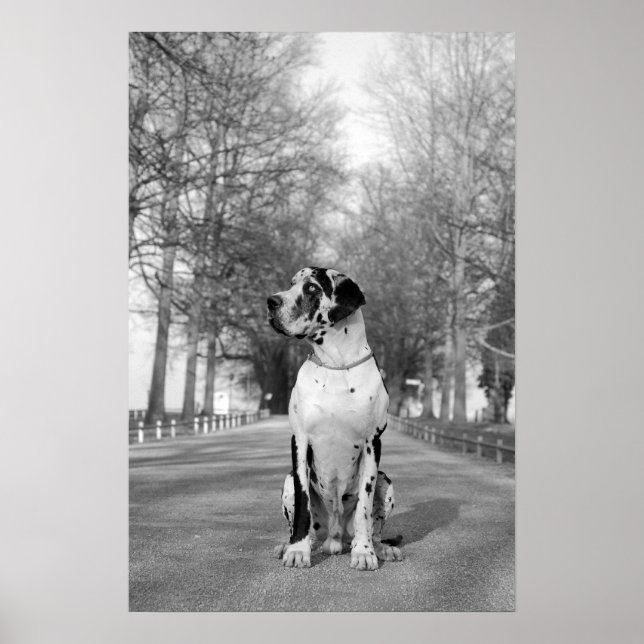 Pôster Gefleckte Dogge (Frente)