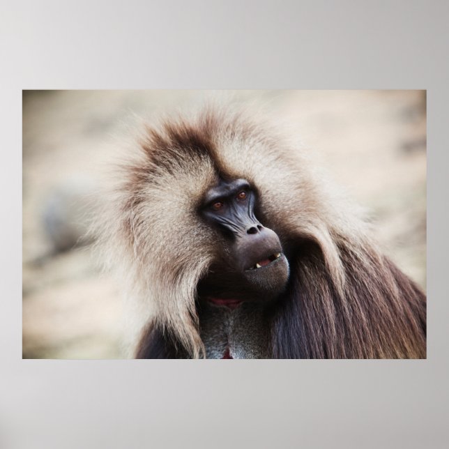 Poster Gelada Baboon, Ethiopia (Frente)