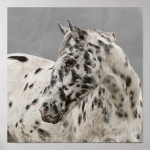 Pôster Gelado appaloosa impressionante