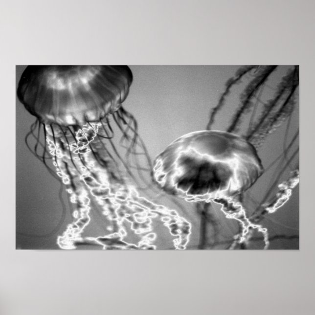 Poster Geleias Elétricas (Frente)