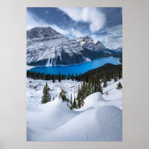 Poster Gelo e neve Peyto Lake, Rockies canadianos