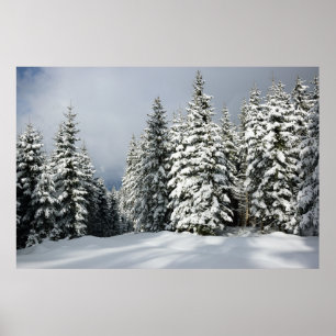 Poster Gelo e neve Pine Woodland, Áustria