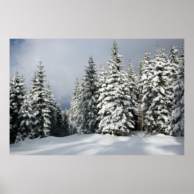 Poster Gelo e neve | Pine Woodland, Áustria (Frente)
