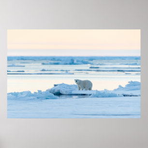 Poster Gelo e neve   Polar Bear Iceberg Noruega