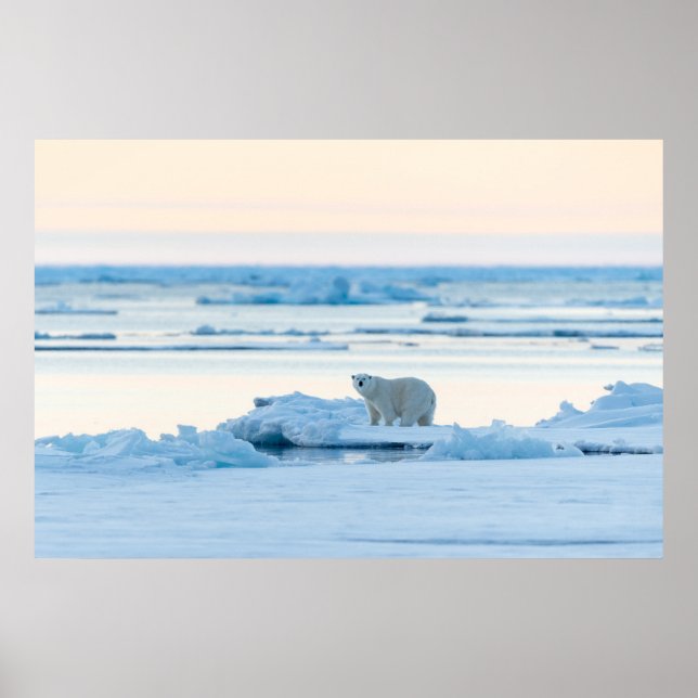 Poster Gelo e neve | Polar Bear Iceberg Noruega (Frente)