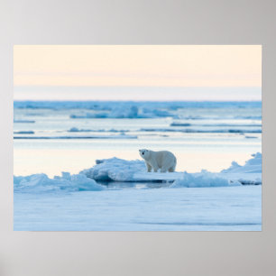 Poster Gelo e neve   Polar Bear Iceberg Noruega