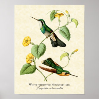 Poster Gem Hummingbird, ameixa branca, tropicada, Impress
